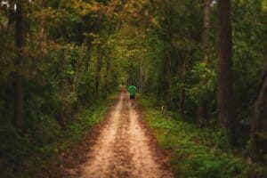 path, trees, leaves