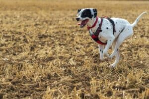 Is Trail Running Good for Dogs