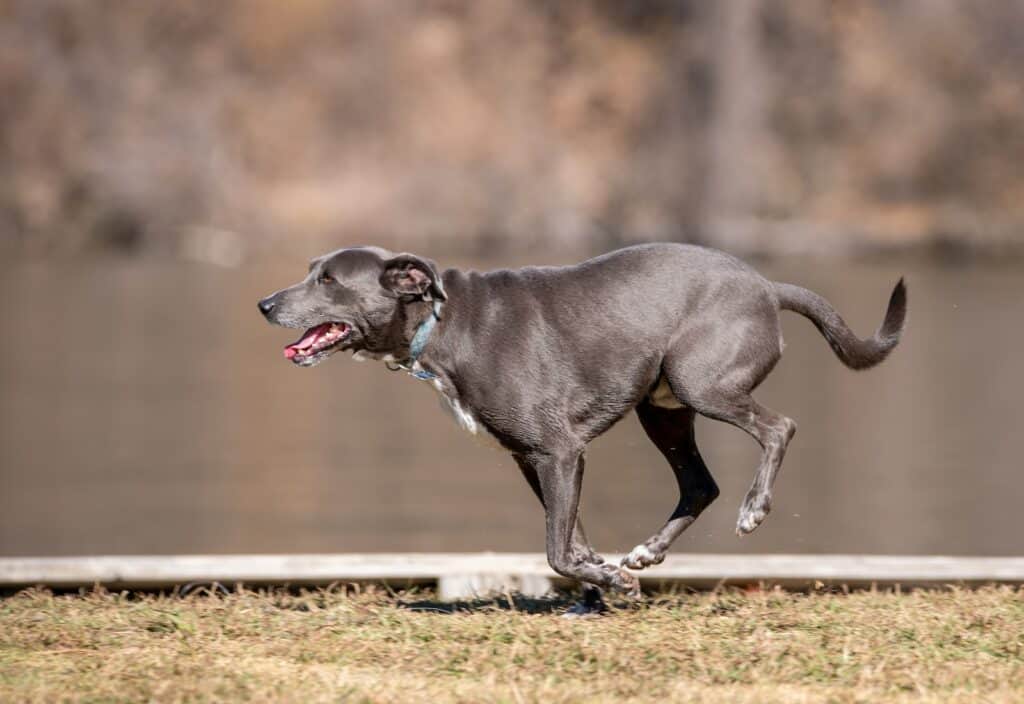 Is Trail Running Good for Dogs