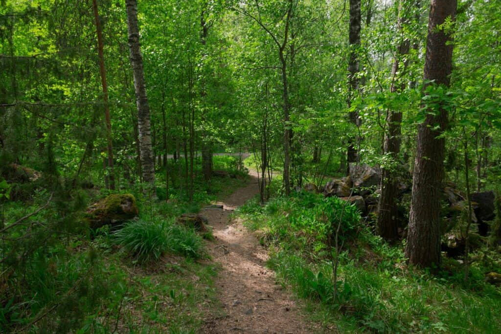 a dirt path in the middle of a forest