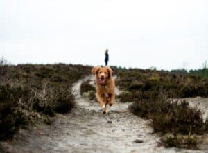 running brown dog on grey pathway at daytime
