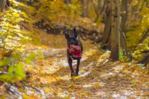 trail running etiquette with dogs