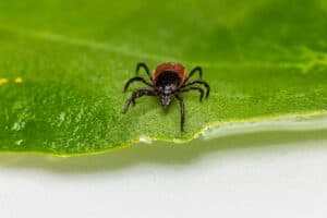 Disease-Carrying Ticks