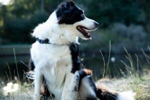 what is the best dog breed for trail running