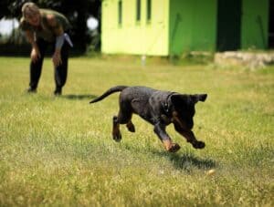 running with a puppy