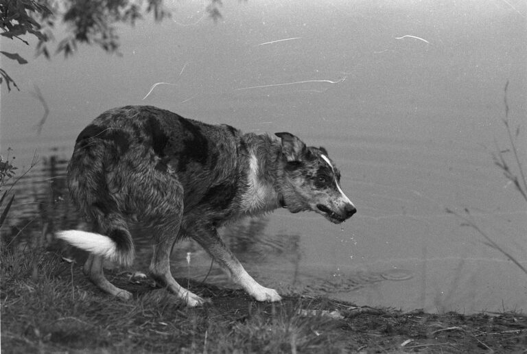 hydration and nutrition for trail running dogs