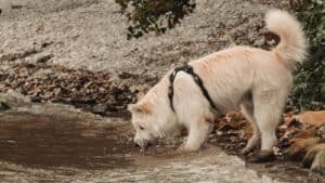 hydration and nutrition for trail running dogs