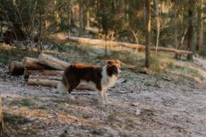 hydration and nutrition for trail running dogs