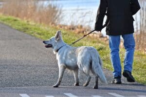 choosing the right gear for canine trail running