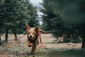 choosing the right gear for canine trail running