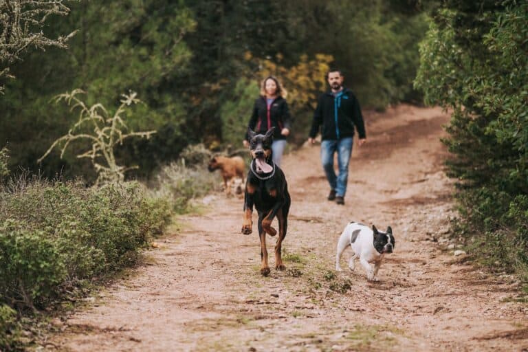 safety precautions when trail running with your dog