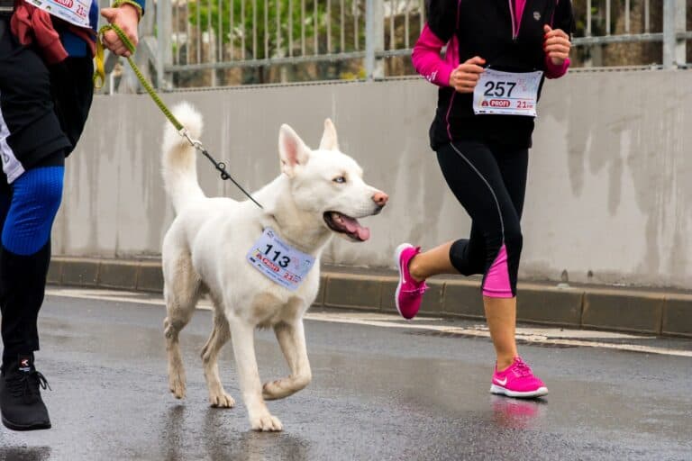 running long distances with your dog