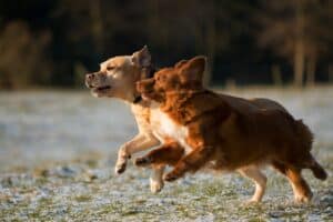 two puppies running