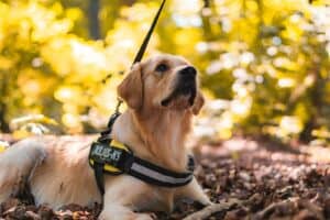 running with a puppy, dog with harness