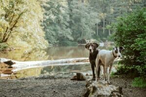 safety precautions when trail running with your dog