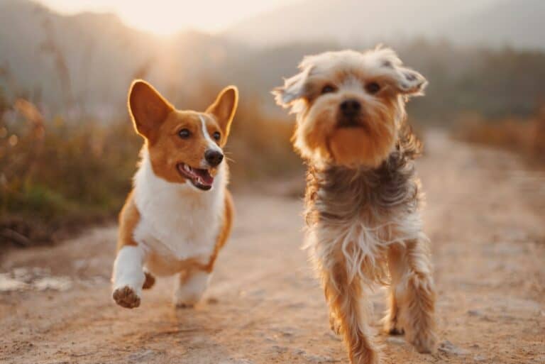 running with a puppy