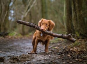 running with a puppy