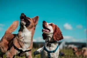 safety precautions when trail running with your dog