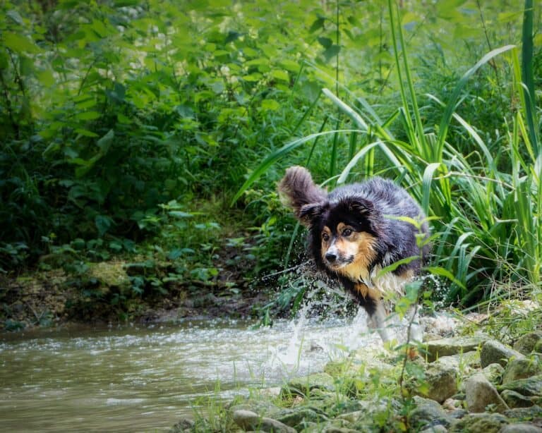 choosing the right gear for canine trail running