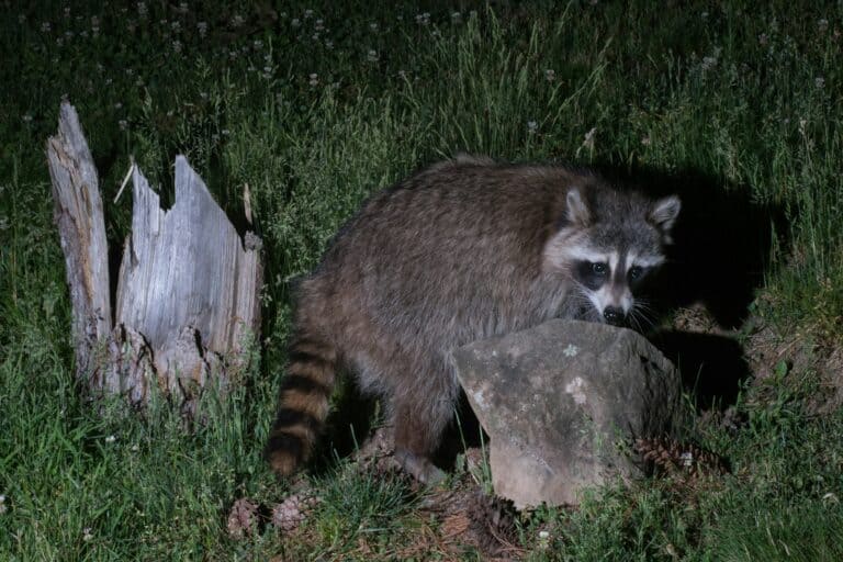 nocturnal trail creatures