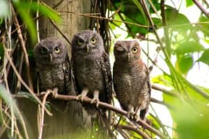 brown and white owl on brown tree branch