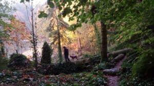 log trail, forest