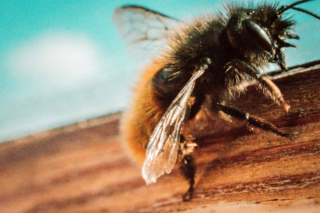 trail running and insect safety