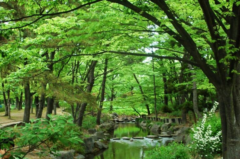 Trail Running and Forest Bathing